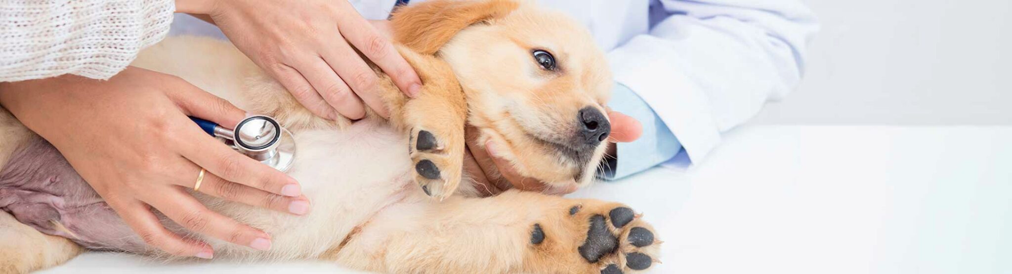 5 Tekenen Dat Uw Hond Anaalklieren Nodig Heeft?