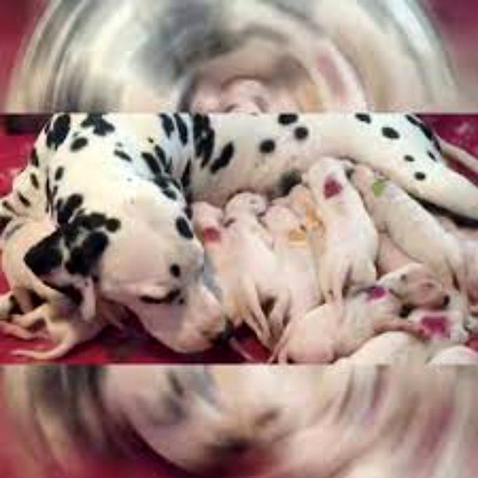 Flesvoeding Puppies 101