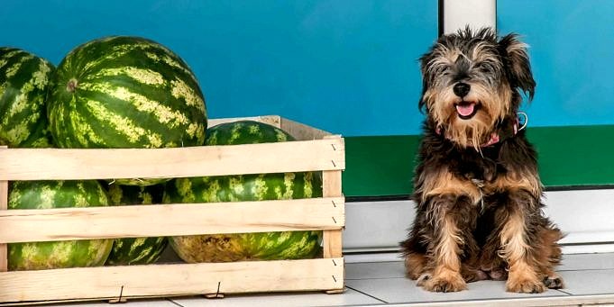 Kunnen Honden Meloen Eten?