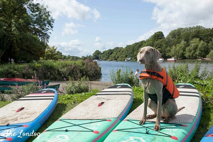 Vijf Beste Opblaasbare Paddleboards Voor Honden