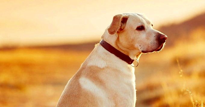 Vijf Meest Populaire Halsbandtypes Voor Honden En Hoe Ze Te Gebruiken!